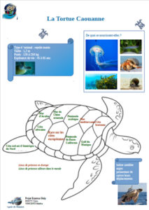 Poster Tortues